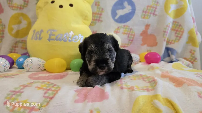 maverick – Miniature Schnauzer puppy for sale in Cromwell, IN
