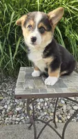 Harley, a male Pembroke Welsh Corgi for sale in Cromwell, IN – 5 of 5