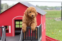 vinnie, a male Poodle - Miniature  for sale in Cromwell, IN – 2 of 8