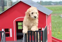 Vicki , a male Poodle - Miniature  for sale in Cromwell, IN – 2 of 4