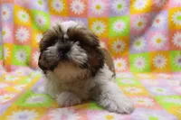 jaden, a male Shih Tzu for sale in Cromwell, IN – 1 of 7