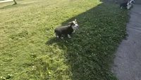 Oliver, a male Pembroke Welsh Corgi for sale in Cromwell, IN – 4 of 4