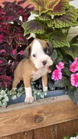 Lilly, a female Boxer for sale in Cromwell, IN – 6 of 7