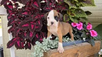 Lilly, a female Boxer for sale in Cromwell, IN – 1 of 7