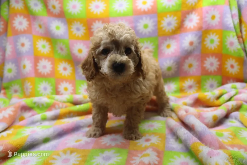 Vicking – Poodle - Miniature  puppy for sale in Cromwell, IN