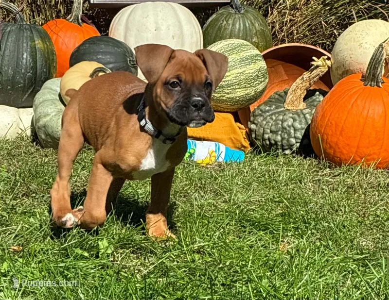 Ollie – Boxer puppy for sale in Cromwell, IN