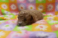 Violet, a male Poodle - Miniature  for sale in Cromwell, IN – Photo 3 of 3
