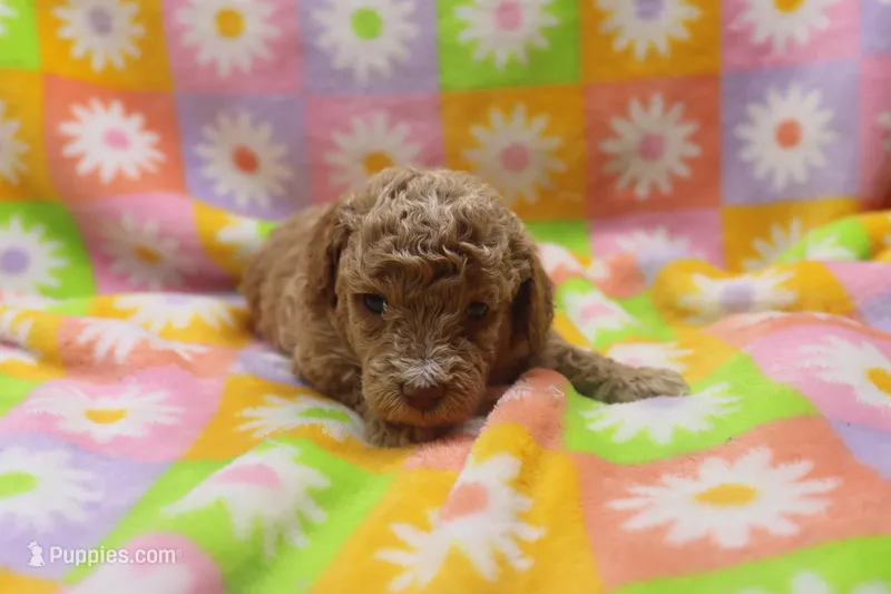 Violet – Poodle - Miniature  puppy for sale in Cromwell, IN