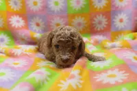 Violet, a male Poodle - Miniature  for sale in Cromwell, IN – Photo 1 of 3