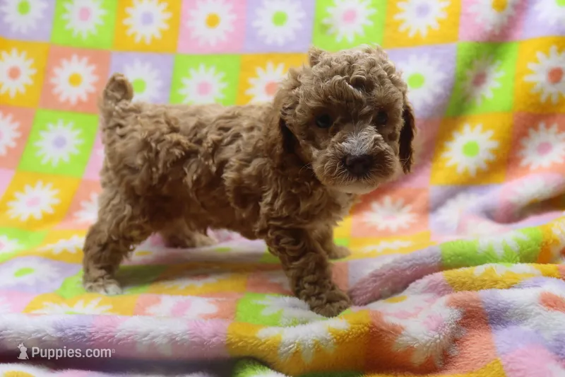 Violet – Poodle - Miniature  puppy for sale in Cromwell, IN