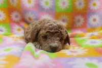 Violet, a male Poodle - Miniature  for sale in Cromwell, IN – Photo 2 of 3