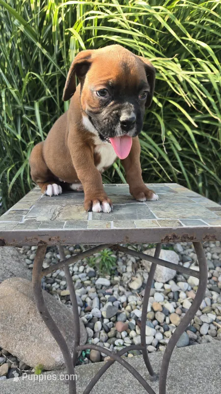Myah – Boxer puppy for sale in Cromwell, IN