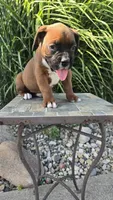 Myah, a female Boxer for sale in Cromwell, IN – 3 of 6