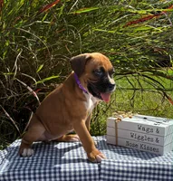 Olivia, a female Boxer for sale in Cromwell, IN – 2 of 2