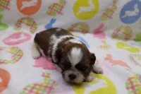 jaden, a male Shih Tzu for sale in Cromwell, IN – Photo 4 of 4