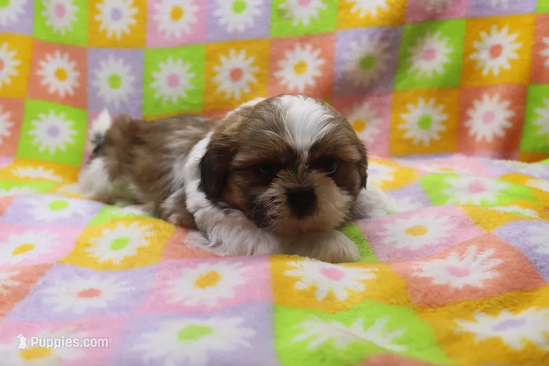jaden – Shih Tzu puppy for sale in Cromwell, IN