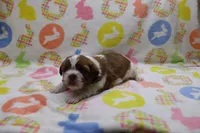 jackson, a male Shih Tzu for sale in Cromwell, IN – Photo 5 of 5