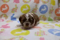jackson, a male Shih Tzu for sale in Cromwell, IN – Photo 2 of 5