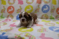jackson, a male Shih Tzu for sale in Cromwell, IN – Photo 1 of 5