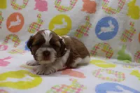 jackson, a male Shih Tzu for sale in Cromwell, IN – Photo 3 of 5