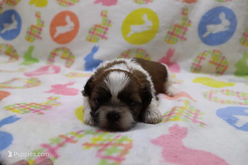 jaden – Shih Tzu puppy for sale in Cromwell, IN