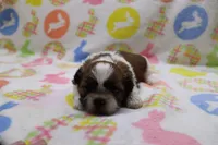 jaden, a male Shih Tzu for sale in Cromwell, IN – Photo 1 of 4