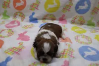 jaden, a male Shih Tzu for sale in Cromwell, IN – Photo 2 of 4