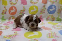 jackson, a male Shih Tzu for sale in Cromwell, IN – Photo 4 of 5