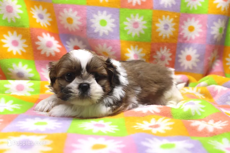 jaden – Shih Tzu puppy for sale in Cromwell, IN