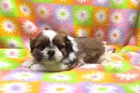 jaden, a male Shih Tzu for sale in Cromwell, IN – 3 of 7