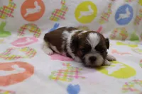 jaden, a male Shih Tzu for sale in Cromwell, IN – Photo 3 of 4