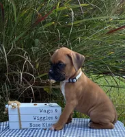 Ollie, a male Boxer for sale in Cromwell, IN – 2 of 2