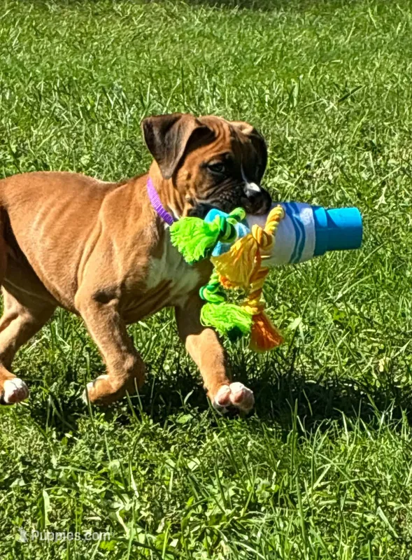 Olivia – Boxer puppy for sale in Cromwell, IN