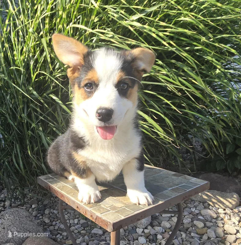 Owen – Pembroke Welsh Corgi puppy for sale in Cromwell, IN