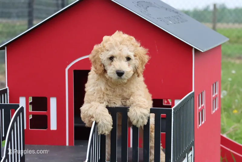 Vicki , a male Poodle - Miniature  for sale in Cromwell, IN – 1 of 4