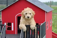 Vicki , a male Poodle - Miniature  for sale in Cromwell, IN – 1 of 4