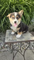 Harley, a male Pembroke Welsh Corgi for sale in Cromwell, IN – 2 of 5