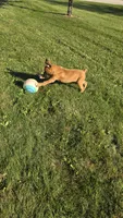 Saige, a female Boxer for sale in Cromwell, IN – 7 of 7