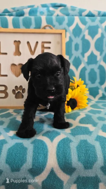 Myah – Miniature Schnauzer puppy for sale in Cromwell, IN