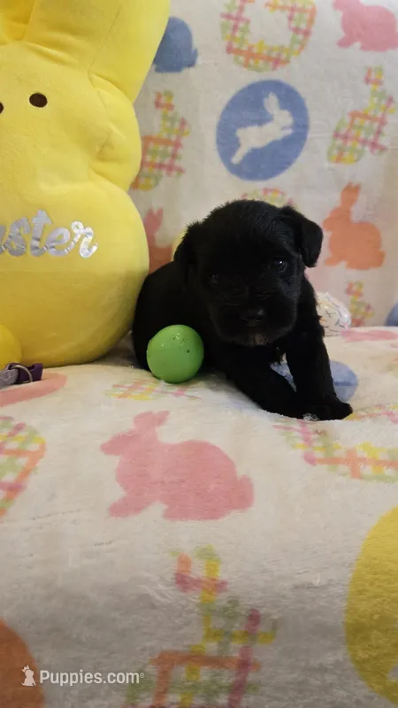 Myah – Miniature Schnauzer puppy for sale in Cromwell, IN