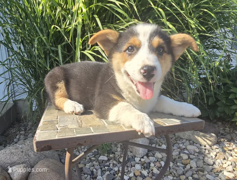 Oliver – Pembroke Welsh Corgi puppy for sale in Cromwell, IN