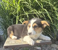 Oliver, a male Pembroke Welsh Corgi for sale in Cromwell, IN – 3 of 4
