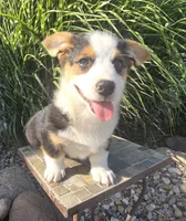 Owen, a male Pembroke Welsh Corgi for sale in Cromwell, IN – 3 of 5