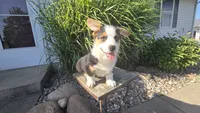 Owen, a male Pembroke Welsh Corgi for sale in Cromwell, IN – 5 of 5