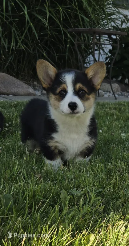 Harper – Pembroke Welsh Corgi puppy for sale in Cromwell, IN