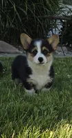 Harper, a female Pembroke Welsh Corgi for sale in Cromwell, IN – 1 of 5