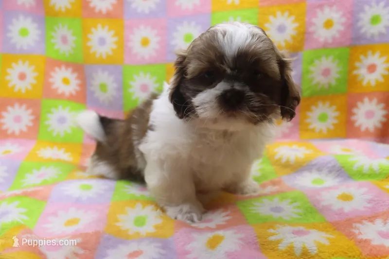 jordan – Shih Tzu puppy for sale in Cromwell, IN