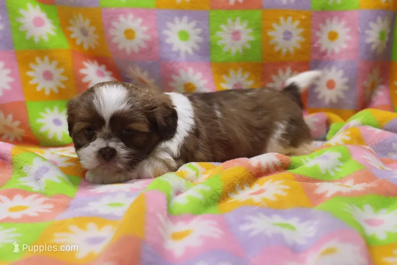 jordan – Shih Tzu puppy for sale in Cromwell, IN
