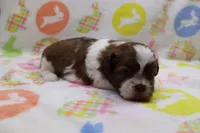 jordan, a male Shih Tzu for sale in Cromwell, IN – Photo 2 of 3