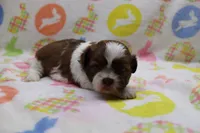 jordan, a male Shih Tzu for sale in Cromwell, IN – Photo 3 of 3